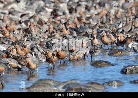 Eine Herde von vom Aussterben bedrohten Knutt Küstenvögel ernähren sich von Horseshoe Crab Eiern in ihre Delaware Bucht laichen Bereich während ihrer jährlichen Wanderung aus Südamerika 20. Mai 2007 in Mispillion Hafen, Delaware. Stockfoto