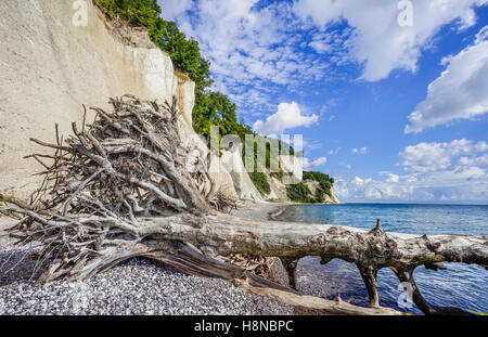 Kreidefelsen im Jasmund National Park in der Nähe von Königsstuhl (Königs Stuhl), Küste Insel Rügen, Mecklenburg-Vorpommern, Deutschland Stockfoto