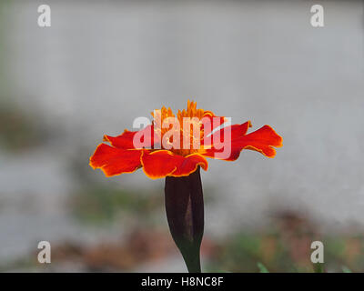 Nahaufnahme eines Ringelblume-Blume-Kopf Stockfoto