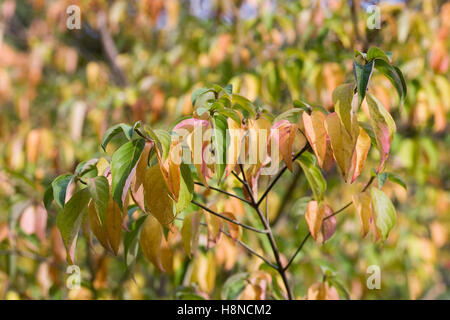 Cornus Kousa "Norman Hadden". Chinesischer Hartriegel Blätter im Herbst. Stockfoto