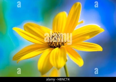Makro-Detail der gelben Blume der Topinambur Stockfoto