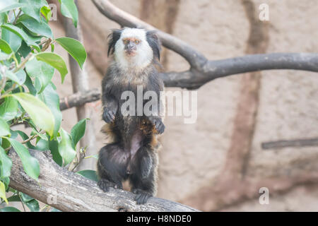 Callithrix Geoffroyi, Titi de Geoffroy Stockfoto