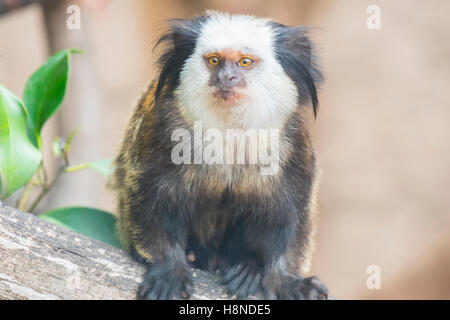 Callithrix Geoffroyi, Titi de Geoffroy Stockfoto