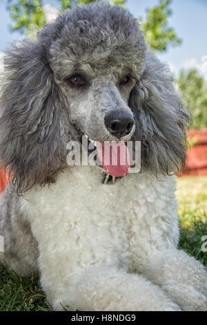 Standard Pudel Hund Rasse Stockfoto