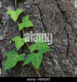 Klettern, gemeinsamen baltischen Efeu Stamm, Hedera Helix L. var. Baltica, frische neue junge verlässt immergrüne Kletterpflanzen große detailliert Pinie Stockfoto