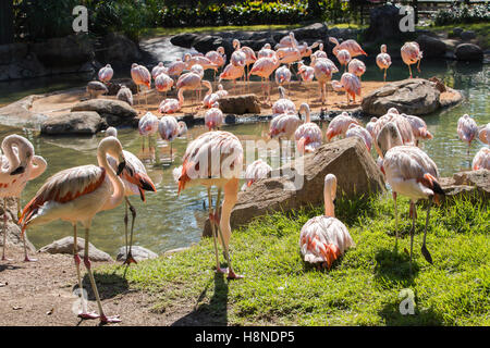 Flamingo Bild in Houston Zoo Stockfoto