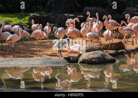 Flamingo Bild in Houston Zoo Stockfoto
