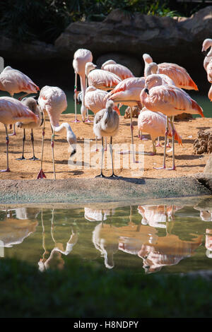 Flamingo Bild in Houston Zoo Stockfoto