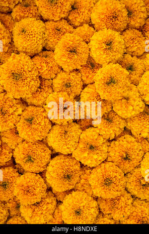 Ringelblume Blüten Nahaufnahme farbigen Hintergrund Stockfoto