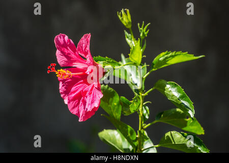 Rote Blume, Hibiscus Rosa Sinensis Nahaufnahme Stockfoto