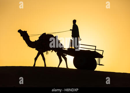 Rajasthan Reisen Hintergrund - Kamel-Silhouette mit dem Wagen in die Dünen der Wüste Thar am Sonnenuntergang. Jaisalmer, Rajasthan, Indien Stockfoto