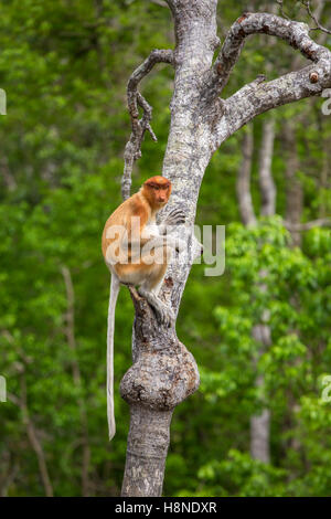 Proboscis Monkey (Nasalis Larvatus) von Borneo endemisch.  Frau sitzt auf dem Baum im Wald Stockfoto