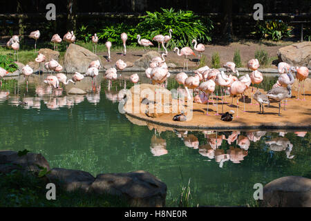 Flamingo Bild in Houston Zoo Stockfoto