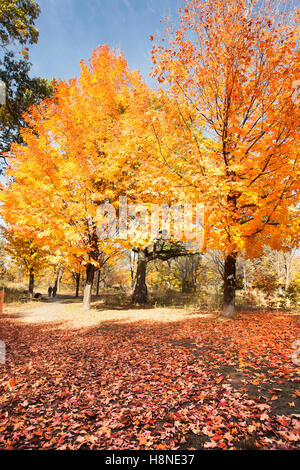 Bunte Ahornbäume im Park im Herbst fallen Saison bunte Blätter Stockfoto