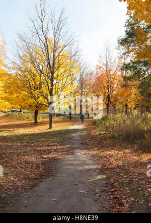 Bunte Ahornbäume im Park im Herbst fallen Saison bunte Blätter Stockfoto