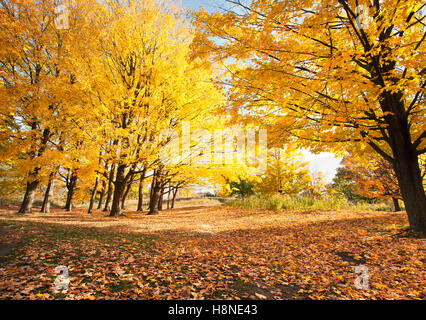 Bunte Ahornbäume im Park im Herbst fallen Saison bunte Blätter Stockfoto