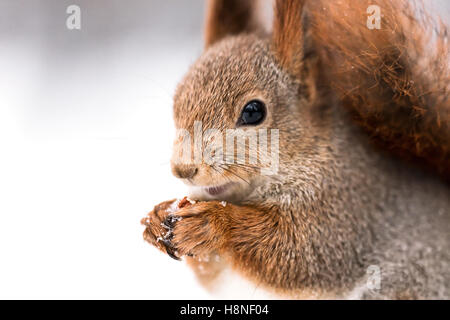 rote kleine Eichhörnchen frisst Nuss im Winter auf Schnee Hintergrund, extrem closeup Stockfoto