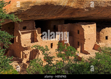 Eine Ansicht von Spruce Tree House, die drittgrößte und am besten erhaltenen Klippe Wohnung in Mesa Verde Nationalpark Colorado USA Stockfoto