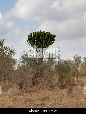 Kandelaber-Baum wächst in Tarangire Nationalpark, Tansania Stockfoto