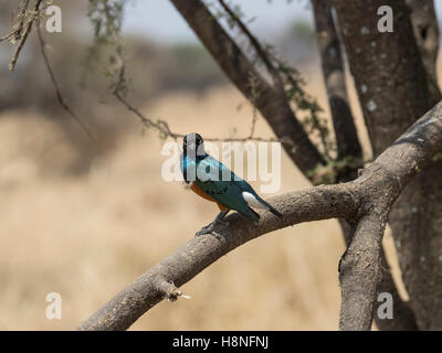 Superb Starling thront auf einem Ast Stockfoto