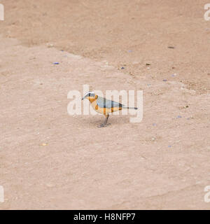 White-crowned Robin-Chat in Tansania Stockfoto
