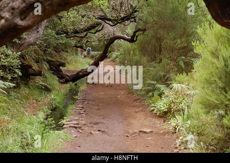 Zwei junge Touristen zu Fuß unter alten Lorbeerbäumen Entlang der Levada 25 Fontes, Madeira, Portugal Stockfoto