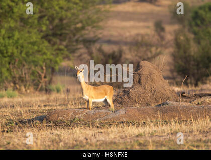 Weibliche Oribi in die nördliche Serengeti Stockfoto