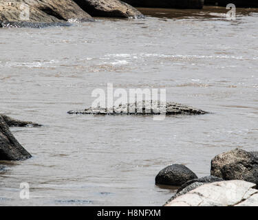 Nil-Krokodil liegt in der Mara-Fluss in Tansania Stockfoto