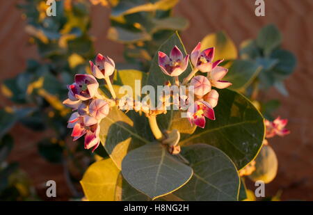 Sodom-Apfel (Calotropis Procera), Abu Dhabi Emirate, Vereinigte Arabische Emirate Stockfoto