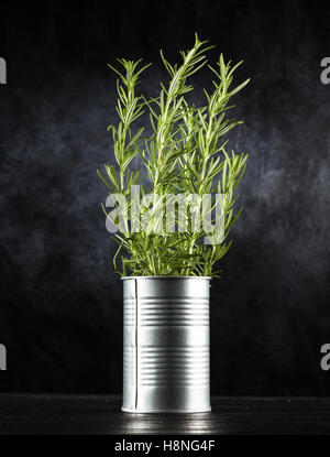 Frische Kräuter auf schwarzem Hintergrund Stockfoto