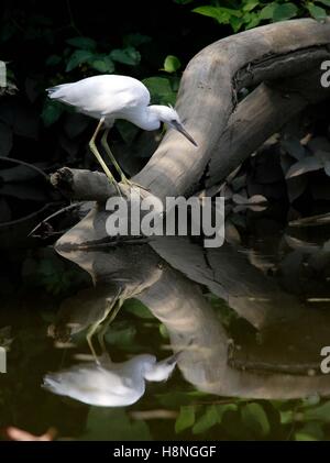 Eine juvenile wenig Blue Heron bereitet, in einem Teich von einem Baum Log Barsch an John Heinz National Wildlife Refuge 1. August 2007 in Philadelphia, Pennsylvania zu fischen. Stockfoto