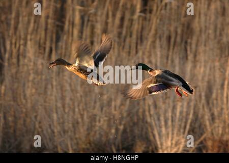 Ein paar der Stockente Enten fliegen über die Süßwasser Gezeiten Marsh Feuchtgebiete an der John Heinz National Wildlife Refuge 1. März 2009 in Philadelphia, Pennsylvania. Stockfoto