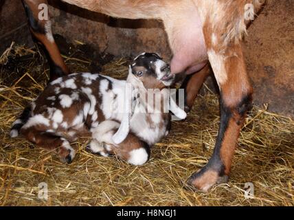 Männliche Anglo Nubian Ziege Kind von seiner Mutter Milch zu trinken Stockfoto