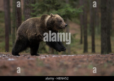 Europäischer Braunbär / Braunbaer (Ursus Arctos) am laufen, laufen, springen, genommen Form ein niedrigen Standpunkt aus gesehen, voller Freude. Stockfoto