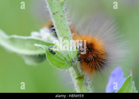 Woolly Bär (Arctia Caja) Raupe des Garten Tiger Moth Fütterung auf typische Pflanze, Viper´s Bugloss (Echium Vulgare). Stockfoto