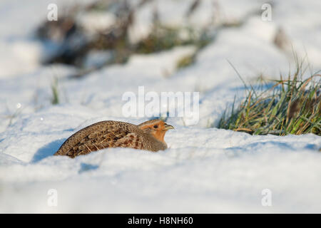 Grey Partridge / Rebhuehner (Perdix Perdix) im Winter, liegend, Pressen, versteckt auf dem Boden in einer Schnee-Pfanne, sonnigen Tag, Europa. Stockfoto