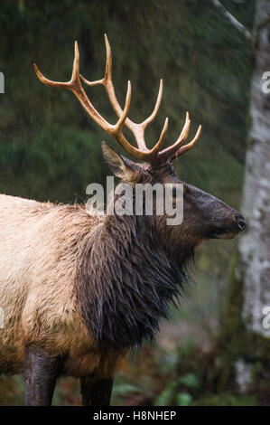 Roosevelt Elche im Regen in den Hoh River Regenwald, US-Bundesstaat Washington Stockfoto