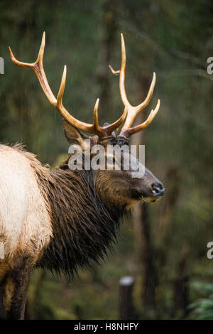 Roosevelt Elche im Regen in den Hoh River Regenwald, US-Bundesstaat Washington Stockfoto