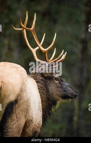 Roosevelt Elche im Regen in den Hoh River Regenwald, US-Bundesstaat Washington Stockfoto