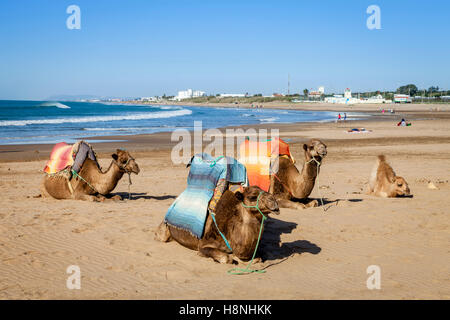 Kamele am Strand von Ouarzazate, Marokko Stockfoto