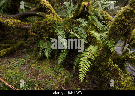 Bäume und Farne drapiert mit Moos in den Hoh Rainforest, Olympic Peninsula Washington Stockfoto