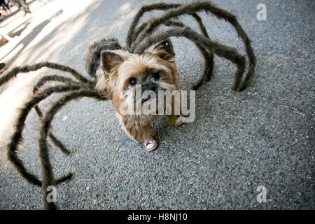 New York City, New York, USA – Ein Yorkshire-Terrier, der als Riesenspinne verkleidet ist, nimmt an einer Halloween-Haustierparade Teil Stockfoto