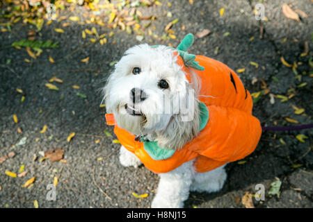 New York City, New York, USA – flauschiger weißer Mischlingshund in Kürbiskostüm gekleidet genießt die festliche Halloween-Atmosphäre im Tompkins Square Park, Stockfoto