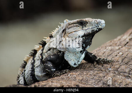 Schwarz gebändert gestreiften Leguan Stockfoto