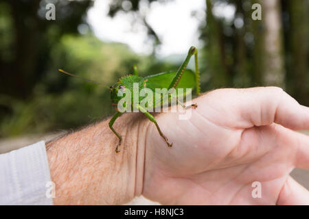 Riesige Heuschrecke oder Grashüpfer in Belize Dschungel Stockfoto