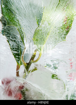 Closeup Holly Beeren und Blätter eingehüllte in massiven Block aus Eis, mit interessanten Luftblase Muster Stockfoto