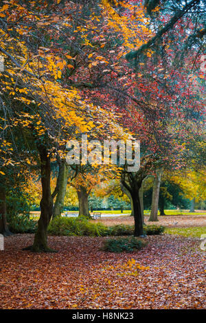 Farbe/Herbstfarbe und Laub in Abington Park Stockfoto