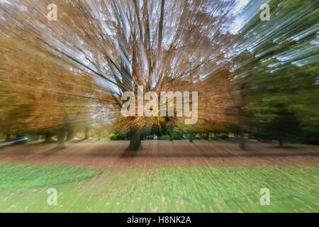 Farbe/Herbstfarbe und Laub in Abington Park mit einen Zoom-Effekt Drama hinzufügen Stockfoto