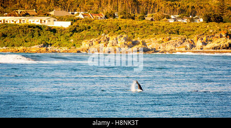 Whale Tail Flicks in Luft für Wal-Beobachter in Hermanus in Südafrika Stockfoto