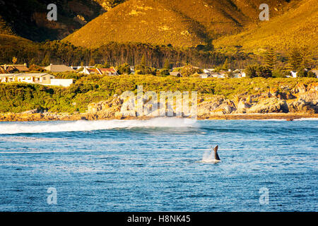 Whale Tail Flicks in Luft für Wal-Beobachter in Hermanus in Südafrika Stockfoto